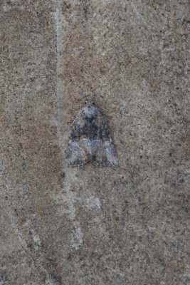 Mesoligia furuncula - Zandhalmuiltje