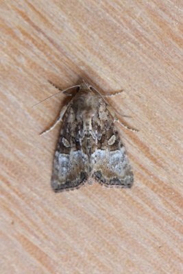Mesoligia furuncula - Zandhalmuiltje