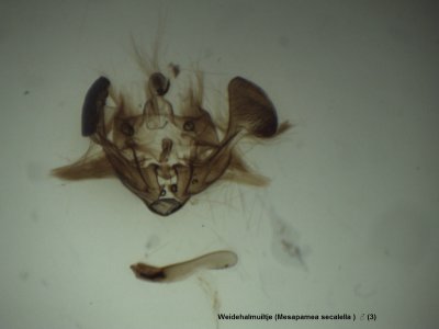 Mesapamea secalella  - Weidehalmuiltje ♂