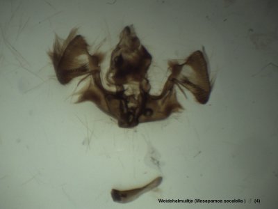 Mesapamea secalella  - Weidehalmuiltje ♂