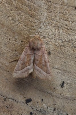Hydraecia micacea - Aardappelstengelboorder