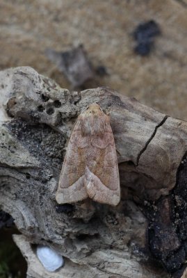 Hydraecia micacea - Aardappelstengelboorder