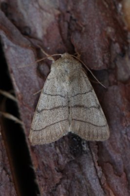 Charanyca trigrammica - Drielijnuil