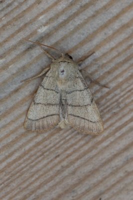 Charanyca trigrammica - Drielijnuil