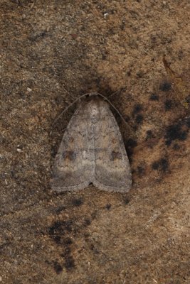 Caradrina morpheus - Morpheusstofuil
