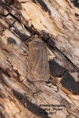 Athetis lepigone