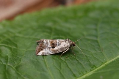 Elaphria venustula - Gemarmerd heide-uiltje