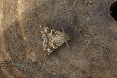 Protoschinia scutosa - Bonte daguil
