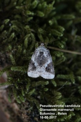 Pseudeustrotia candidula - Glanzende marmeruil