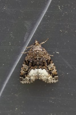 Deltote pygarga  - Donkere marmeruil
