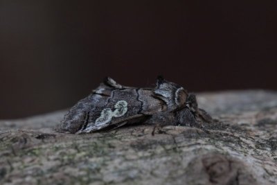 Diloba caeruleocephala - Krakeling