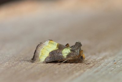 Diachrysia chrysitis - Koperuil