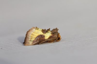 Diachrysia chrysitis - Koperuil