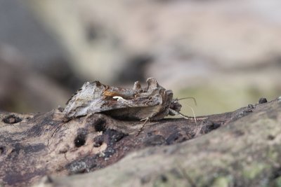 Autographa gamma  - Gamma-uil
