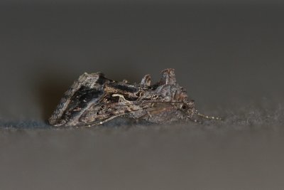 Autographa gamma  - Gamma-uil