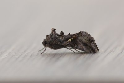 Autographa gamma  - Gamma-uil