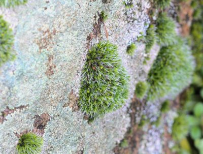 Korstmossen - lichenen / Mossen - Bryophyta