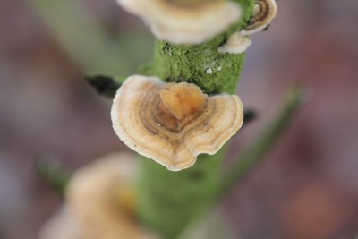 Gewoon elfenbankje - Trametes versicolor