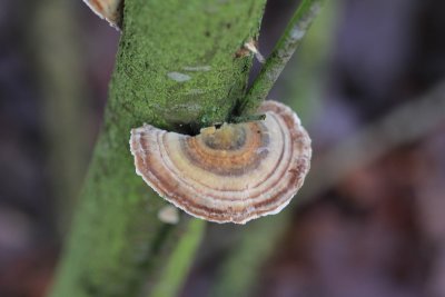 Gewoon elfenbankje - Trametes versicolor