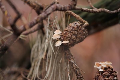 Muizenstaartzwam - Conifer conecap - Baeospora myosura