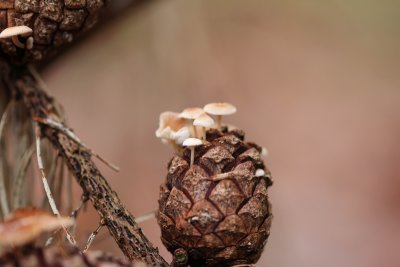 Muizenstaartzwam - Conifer conecap - Baeospora myosura