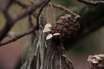 Muizenstaartzwam - Conifer conecap - Baeospora myosura