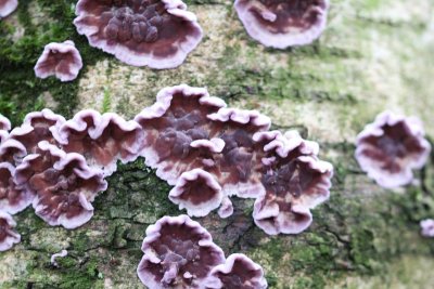 paarse korstzwam - Silver leaf - Chondrostereum purpureum