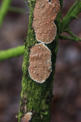 Donzige korstzwam - Cylindrobasidium laeve