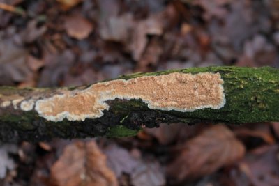 Donzige korstzwam - Cylindrobasidium laeve