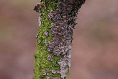 Paarse eikenschorszwam - Peniophora quercina