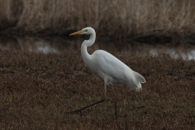 Grote zilverreiger - great white egret - Casmerodius albus