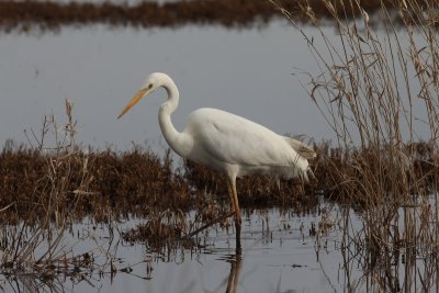 Grote zilverreiger - great white egret - Casmerodius albus