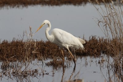 Grote zilverreiger - great white egret - Casmerodius albus