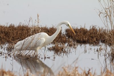 Grote zilverreiger - great white egret - Casmerodius albus