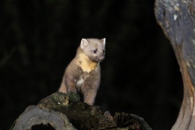 Boommarter - European pine marten - Martes martes