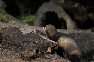Bunzing -  European polecat - Mustela putorius