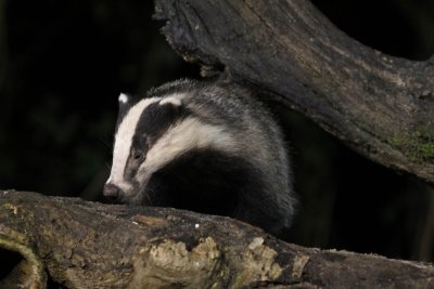 Das - European badger - Meles meles