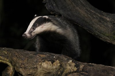 Das - European badger - Meles meles