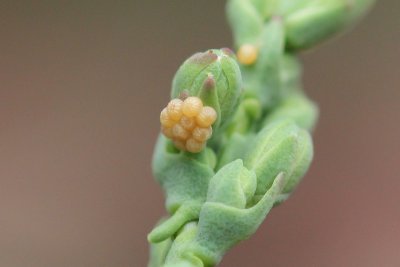 Hecatera dysodea - Kompassla - uil eitjes 2019
