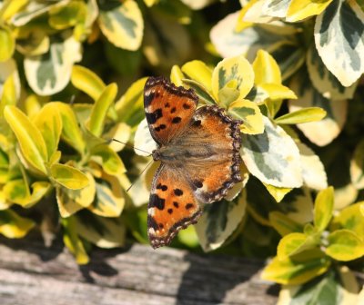 Grote vos - large tortoiseshell - Nymphalis polychloros