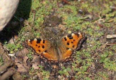 Grote vos - large tortoiseshell - Nymphalis polychloros