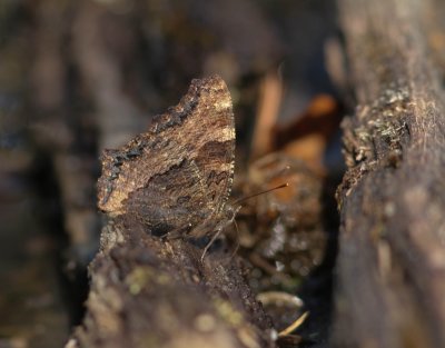 Grote vos - large tortoiseshell - Nymphalis polychloros
