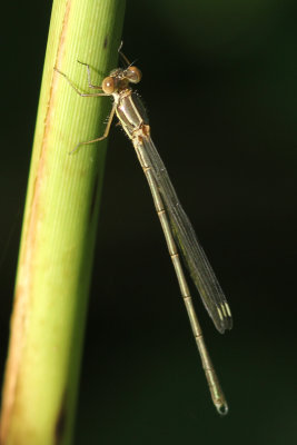 Houtpantserjuffer - Western Willow Spreadwing  - Chalcolestes viridis