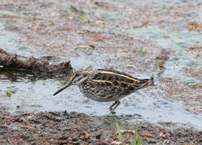 Bokje - Jack Snipe  - Lymnocryptes minimus