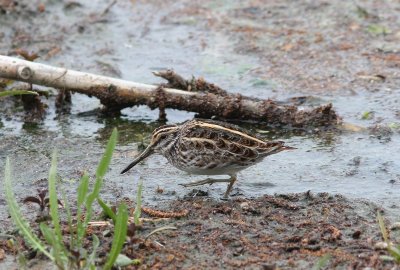 Bokje - Jack Snipe  - Lymnocryptes minimus