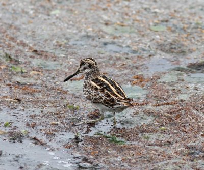 Bokje - Jack Snipe  - Lymnocryptes minimus