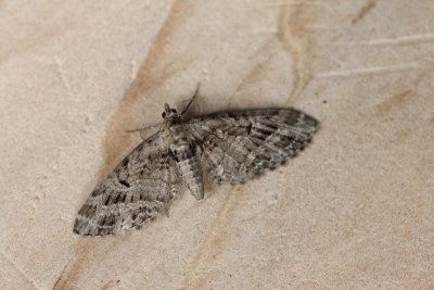 Eupithecia exiguata - Loofboomdwergspanner