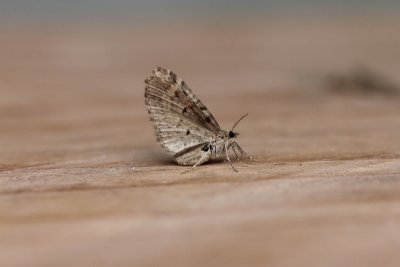 Eupithecia exiguata - Loofboomdwergspanner