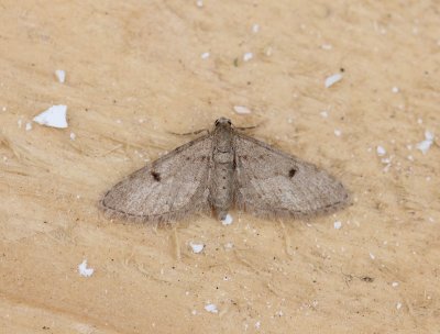 Eupithecia indigata - Dennendwergspanner  