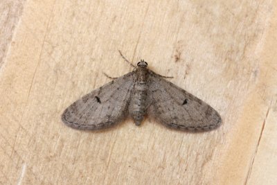 Eupithecia indigata - Dennendwergspanner  